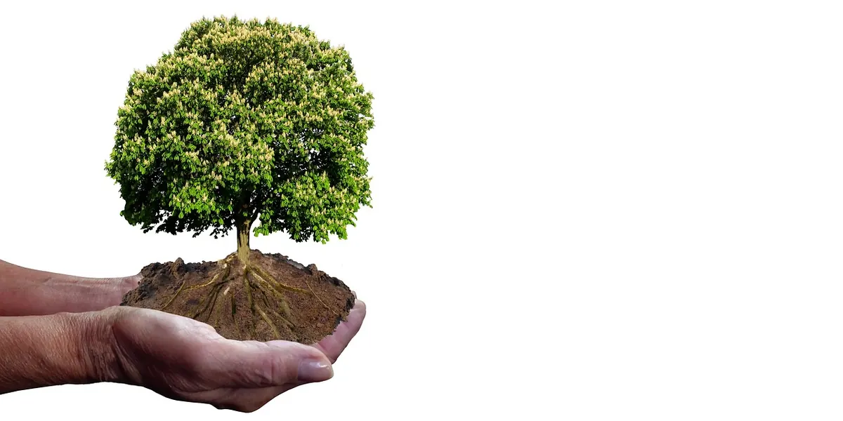 Beginner's Guide to Understanding Carbon Offsets: What You're Actually Buying