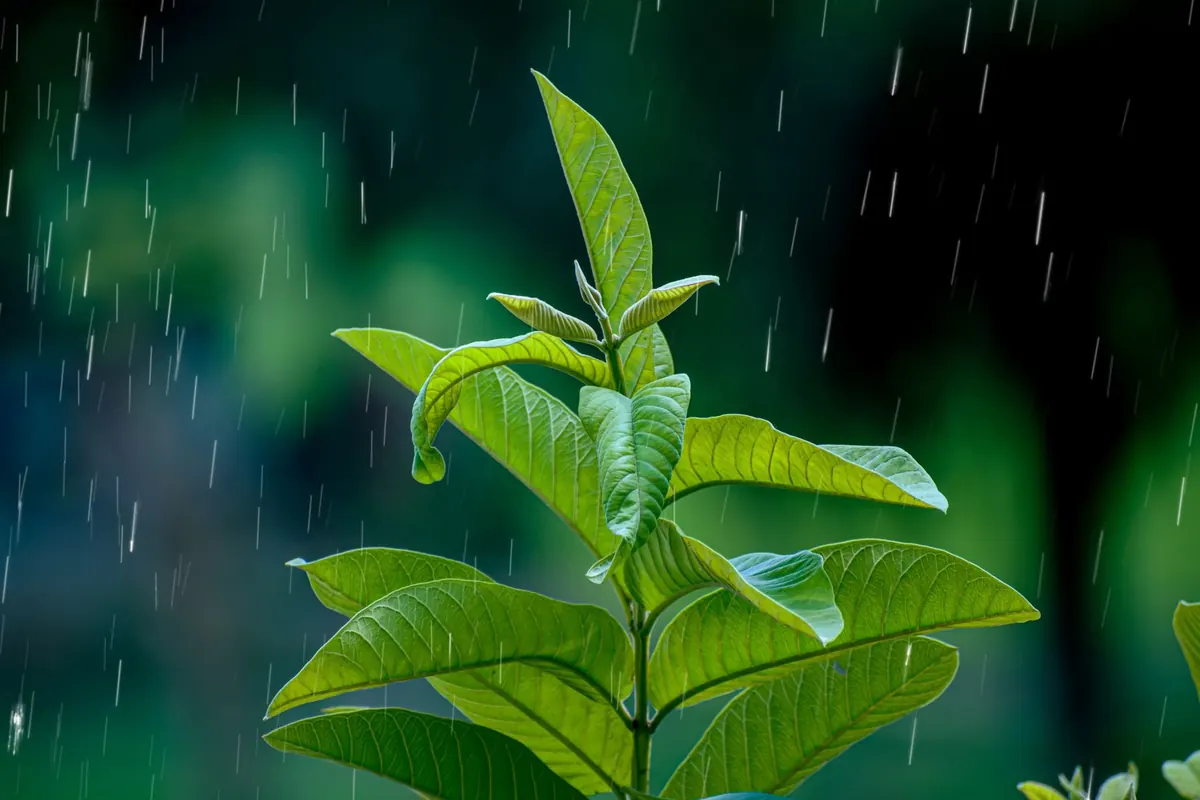 How to Build a Rain Garden That Handles Stormwater Without Mosquitoes