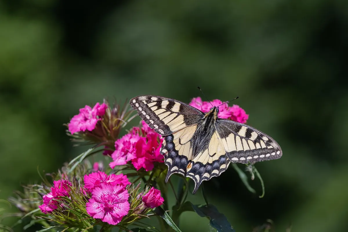 Seasonal Guide: What to Plant in a Pollinator Garden Each Month