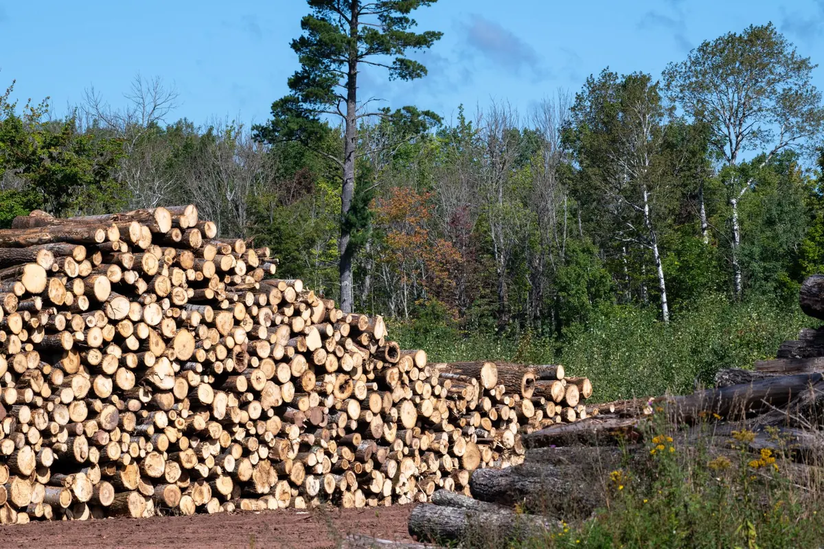 Selective Logging vs. Clear-Cutting: What the Science Says for Small Woodlands