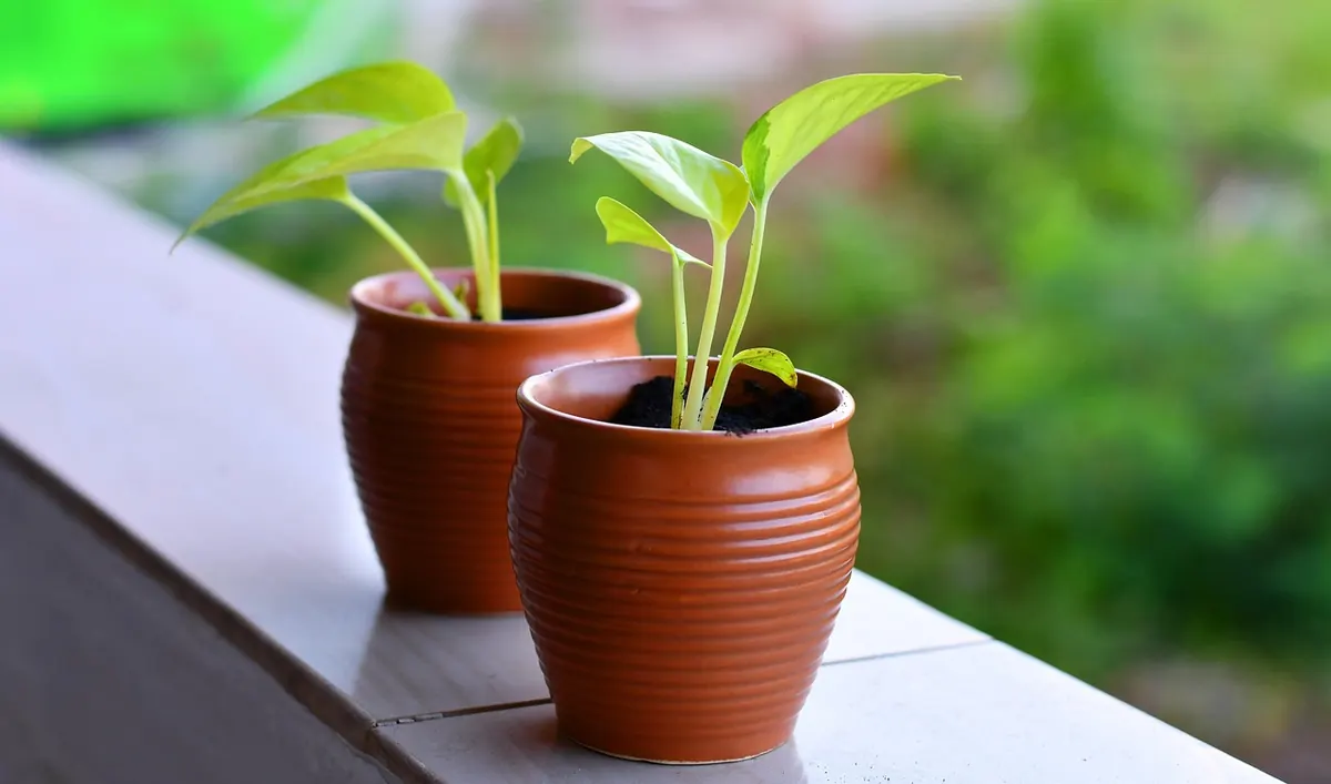 The Common Mistakes That Kill Tree Saplings in the First Summer